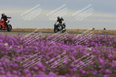 media/Jan-14-2023-SoCal Trackdays (Sat) [[497694156f]]/Turn 14 Exit Bloomig (145pm)/